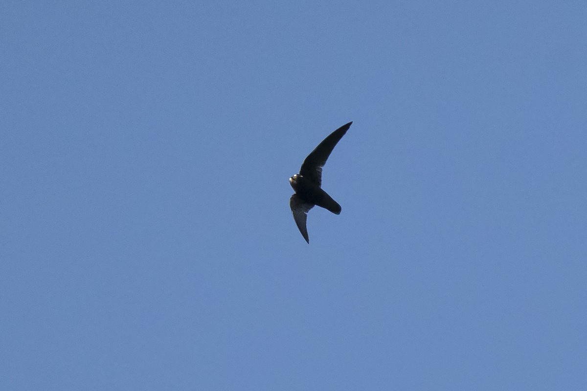 Spot-fronted Swift - ML346279451
