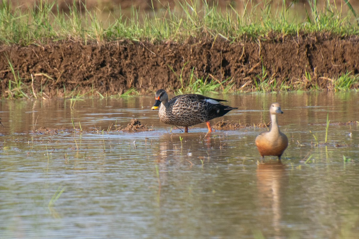 Indian Spot-billed Duck - Harish Babu M