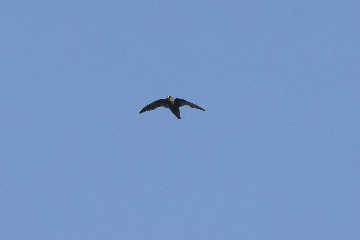 Spot-fronted Swift - ML346281221