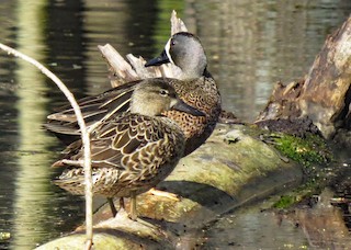 Blue-winged Teal, ML346284161