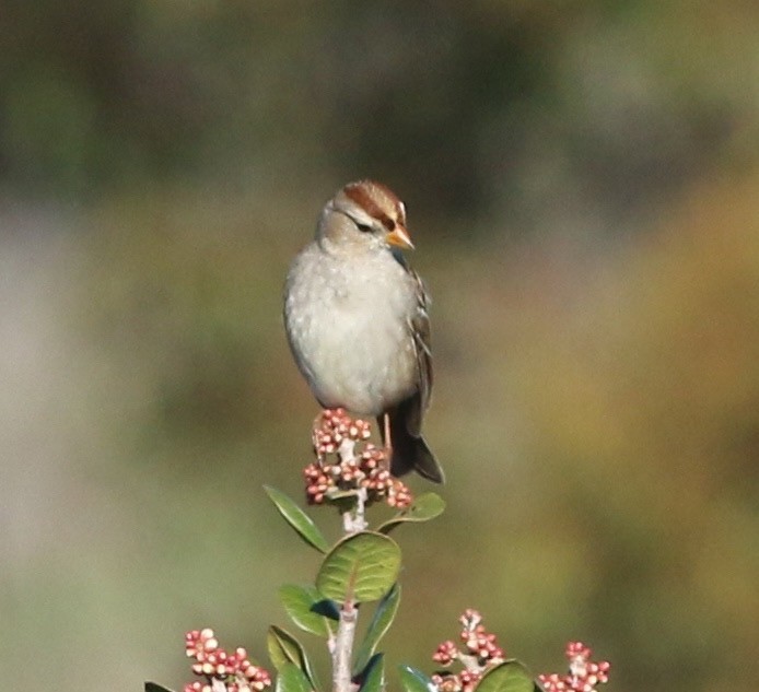 White-crowned Sparrow - ML34628731