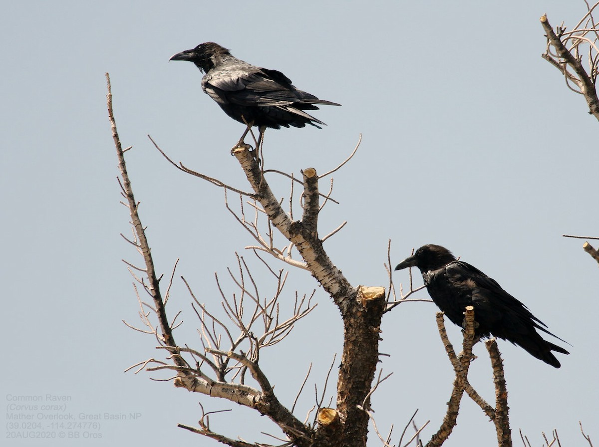 Common Raven - BB Oros