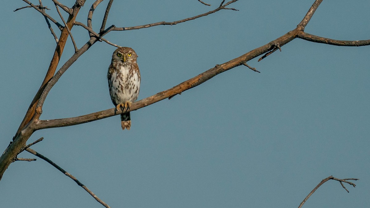Pearl-spotted Owlet - ML346287961