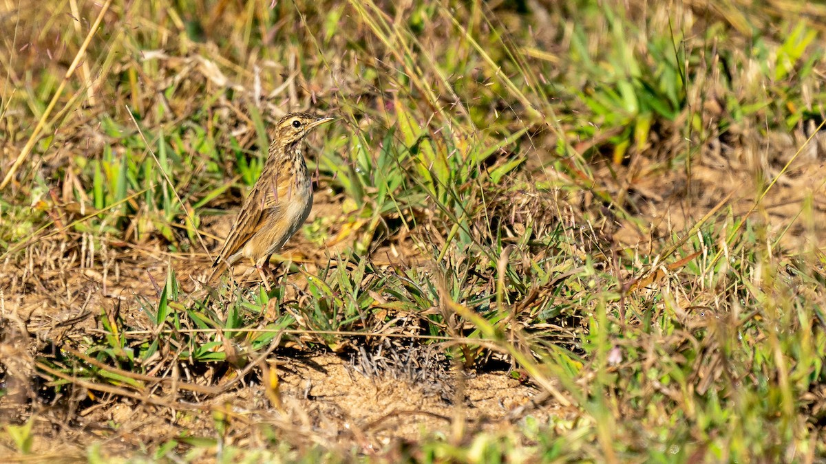 African Pipit - ML346288341