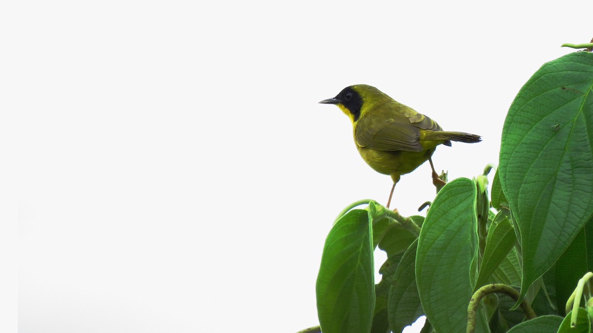 Olive-crowned Yellowthroat - ML346289961
