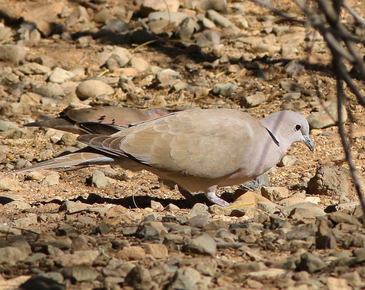 Eurasian Collared-Dove - ML34629521