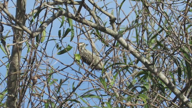 Checkered Woodpecker - ML346308171