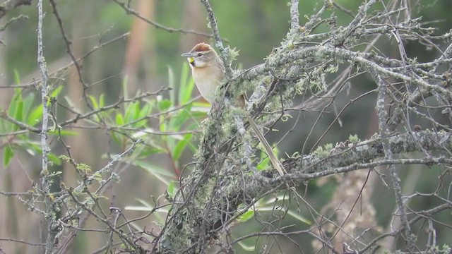 Chotoy Spinetail - ML346312791