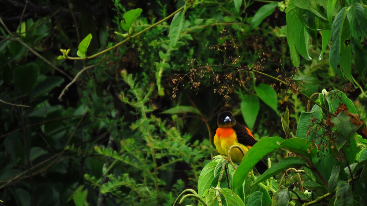 Flame-rumped Tanager - ML346313701