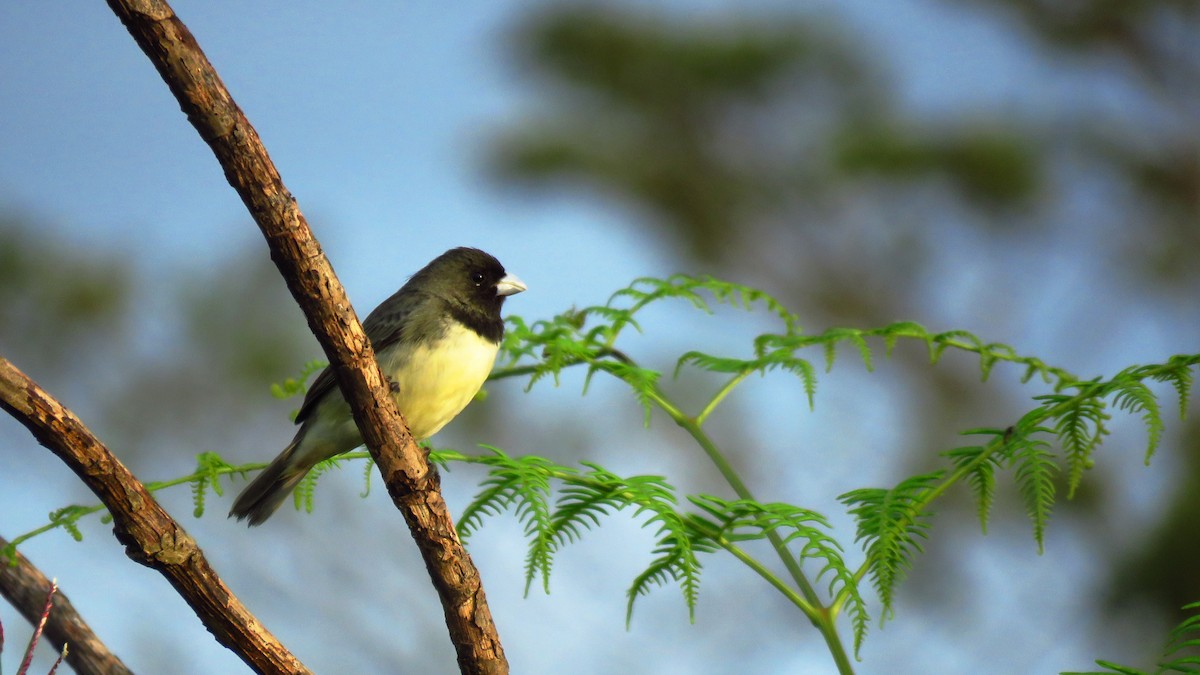 Yellow-bellied Seedeater - ML346313751