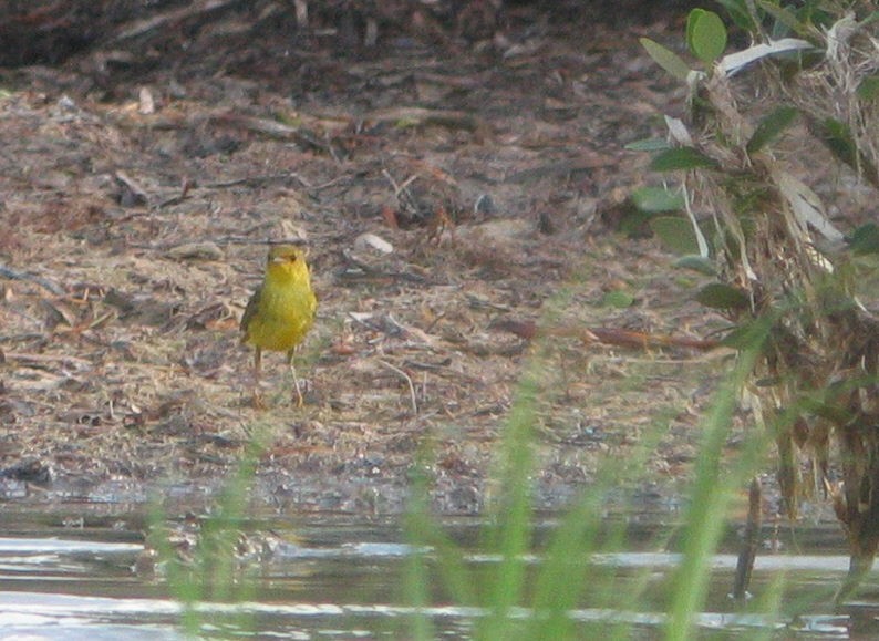 Yellow Warbler (Mangrove) - Scott Jennex