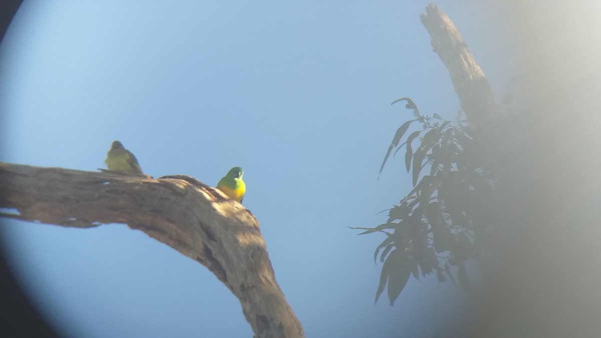 Red-rumped Parrot - ML346316841