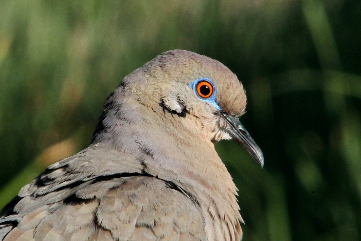 White-winged Dove - Holly Kleindienst