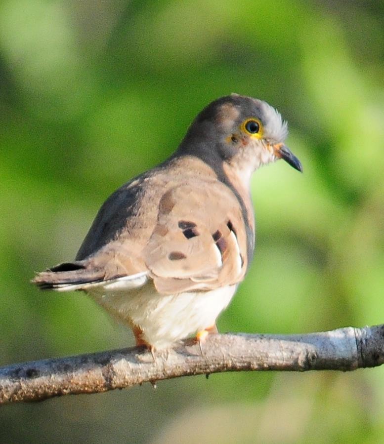 Long-tailed Ground Dove - Kurt Hennige