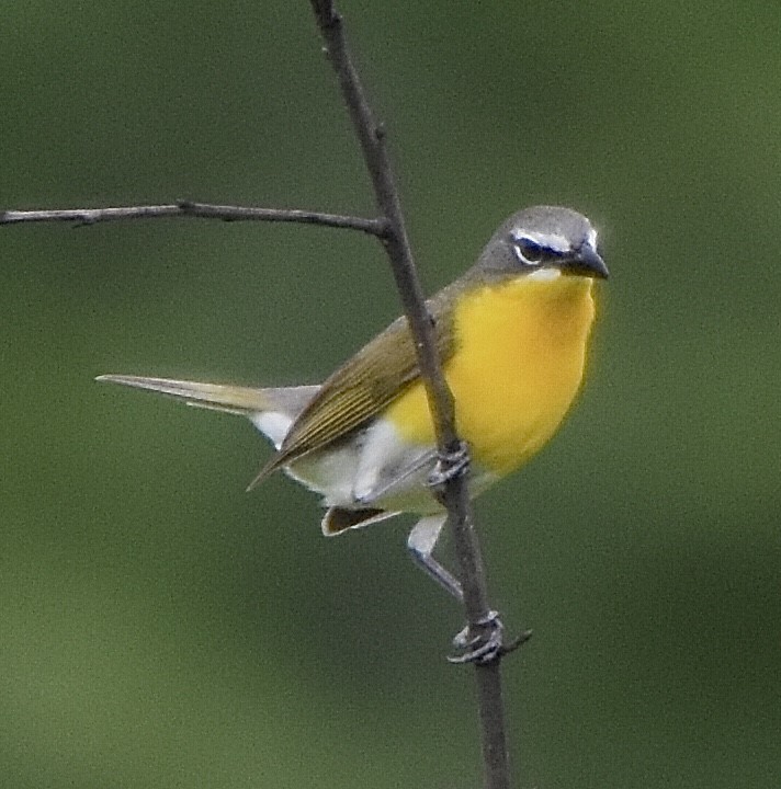 Yellow-breasted Chat - ML346326331