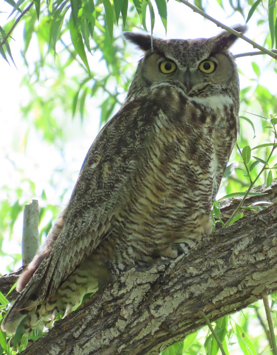 Great Horned Owl - ML346333441