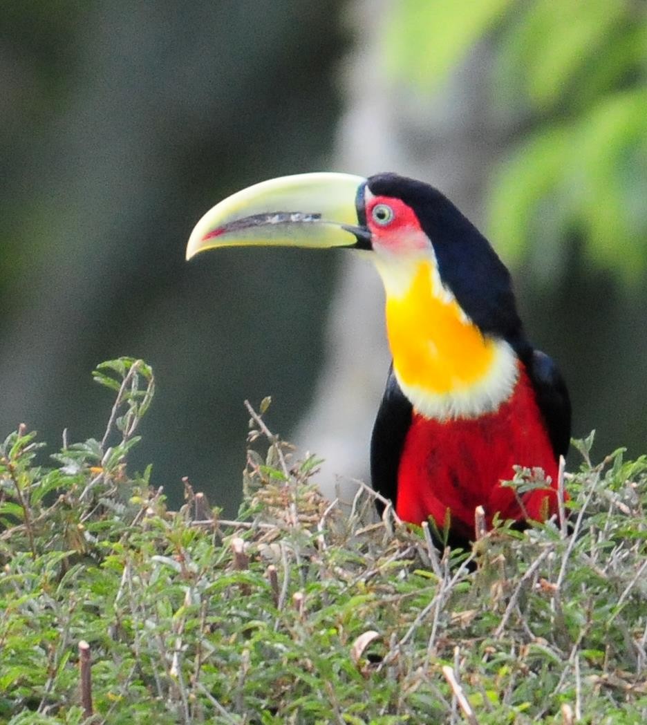 Red-breasted Toucan - ML34633591