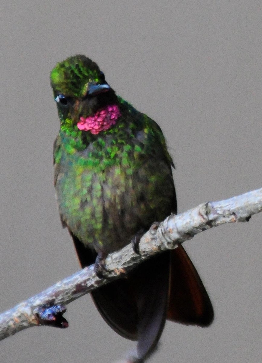kolibřík brazilský - ML34633811