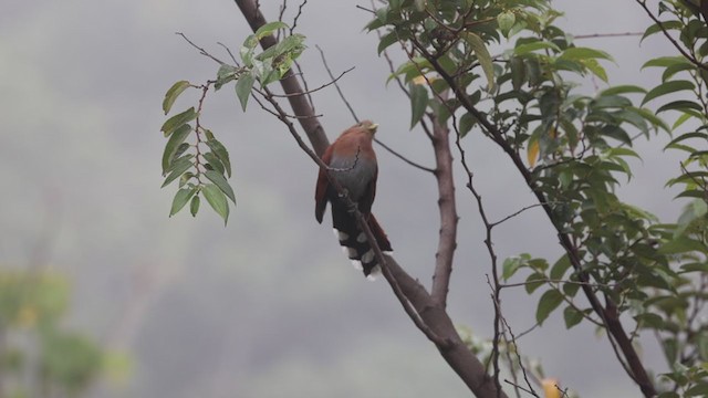 Squirrel Cuckoo (Middle America) - ML346346361