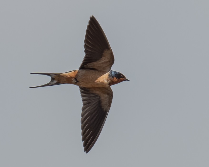 Barn Swallow - Scott Heppel