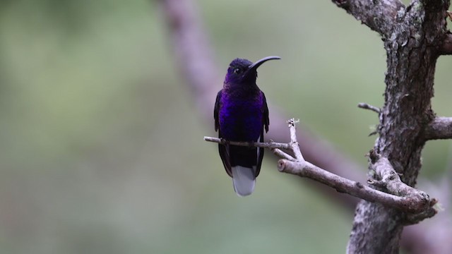 kolibřík fialkový - ML346348711