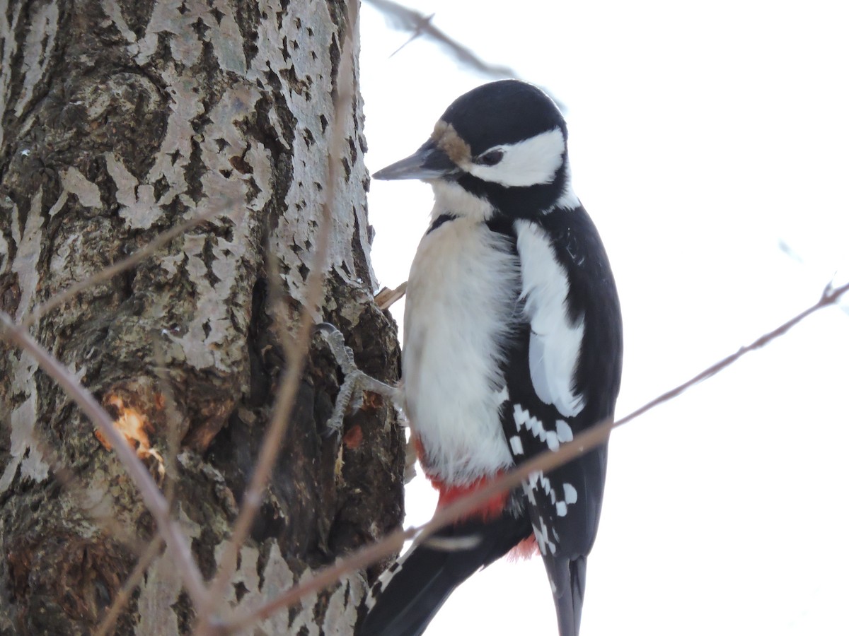 Great Spotted Woodpecker (Great Spotted) - Boris Georgi
