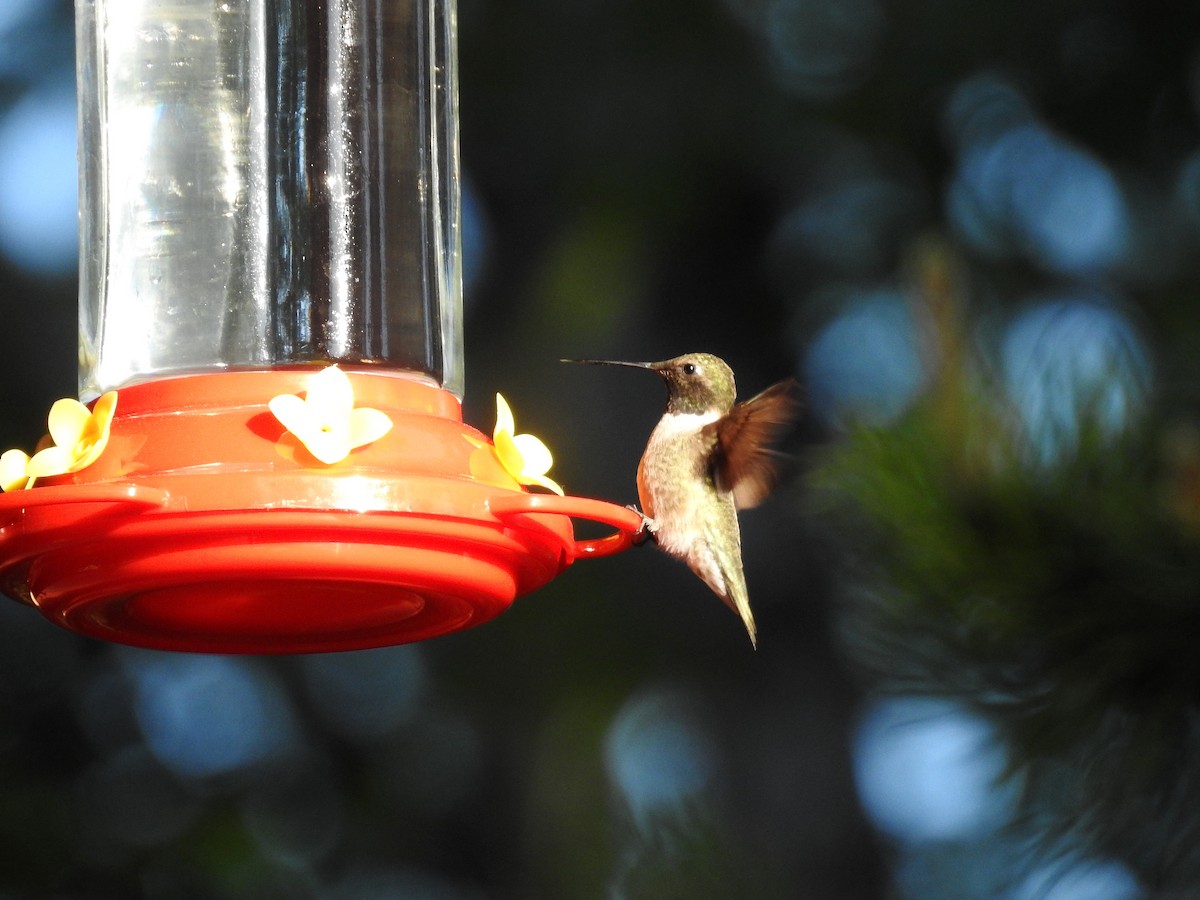 Black-chinned Hummingbird - ML346351631