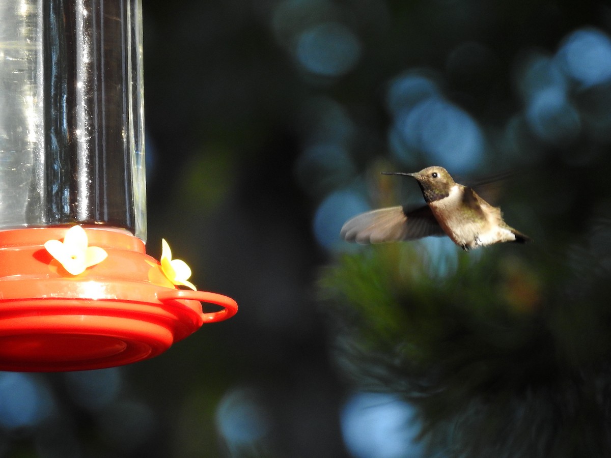 Black-chinned Hummingbird - ML346351671