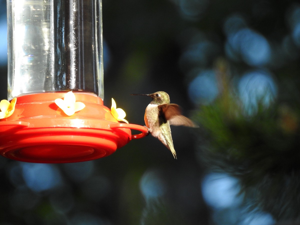 Black-chinned Hummingbird - ML346351681