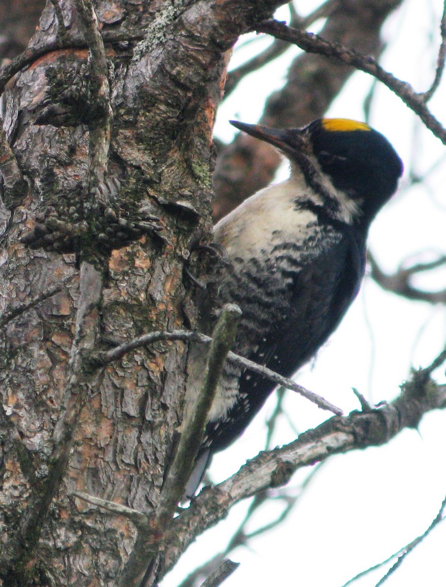Black-backed Woodpecker - Scott Jennex