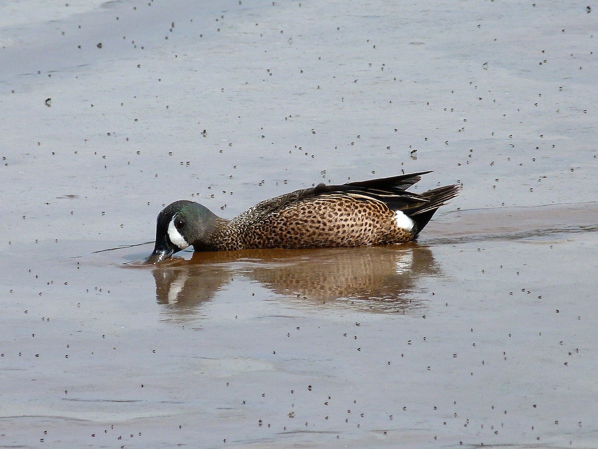Blue-winged Teal - ML34635771