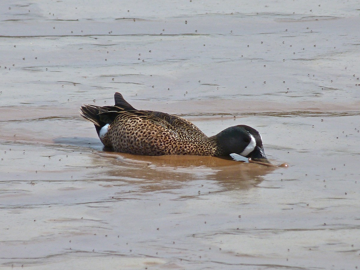 Blue-winged Teal - ML34635801