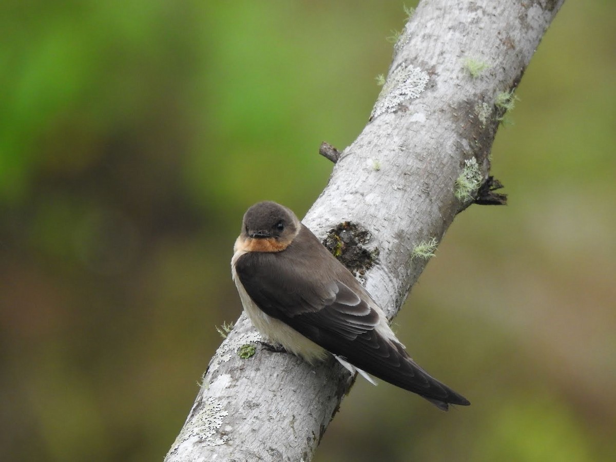 Southern Rough-winged Swallow - ML346364161