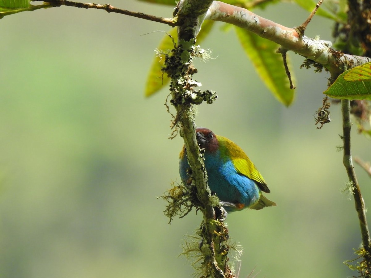Bay-headed Tanager - ML346364321