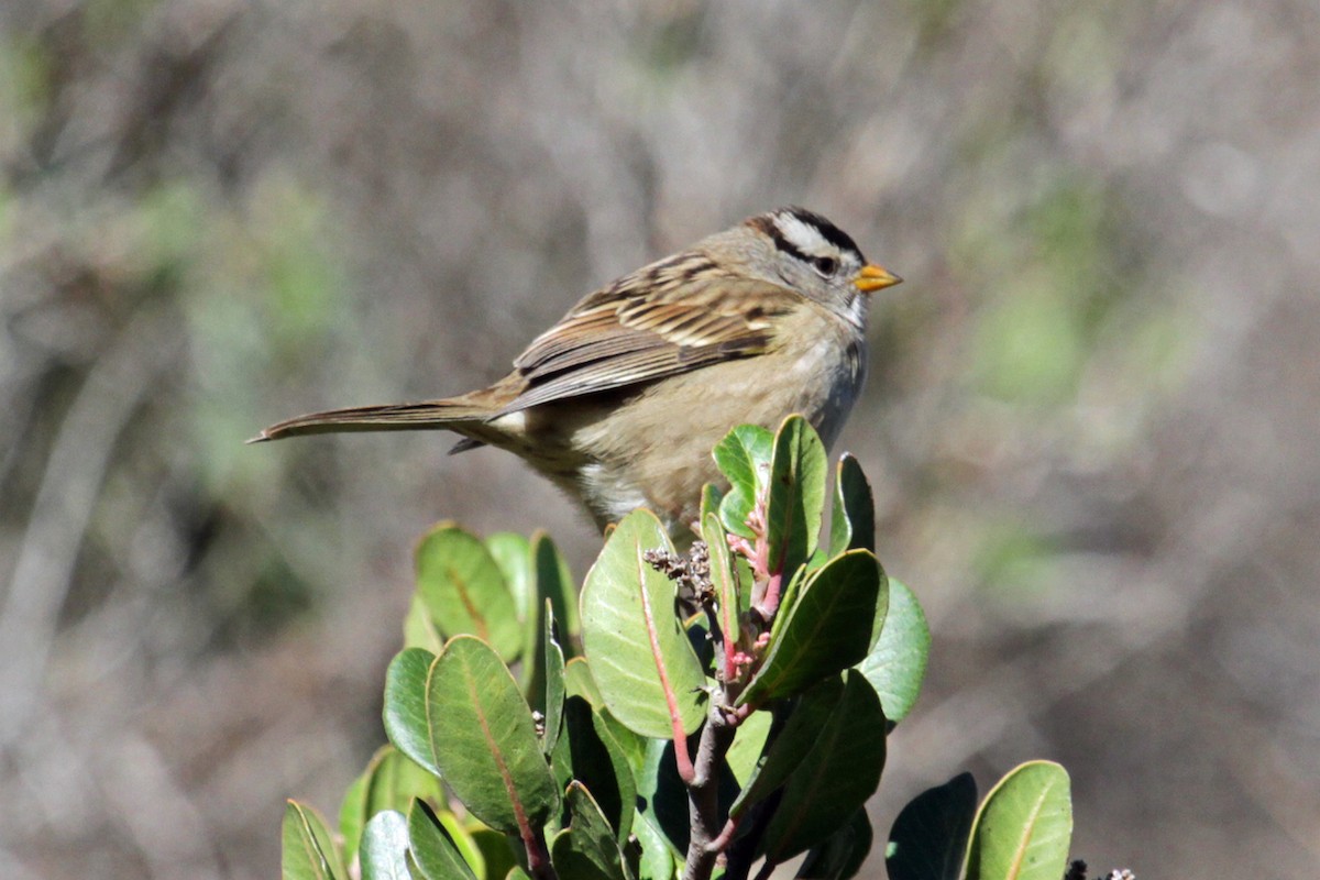 White-crowned Sparrow - ML34636801