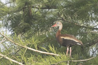 Black-bellied Whistling-Duck, ML346369721