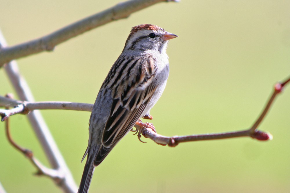 Chipping Sparrow - Jamie Chavez