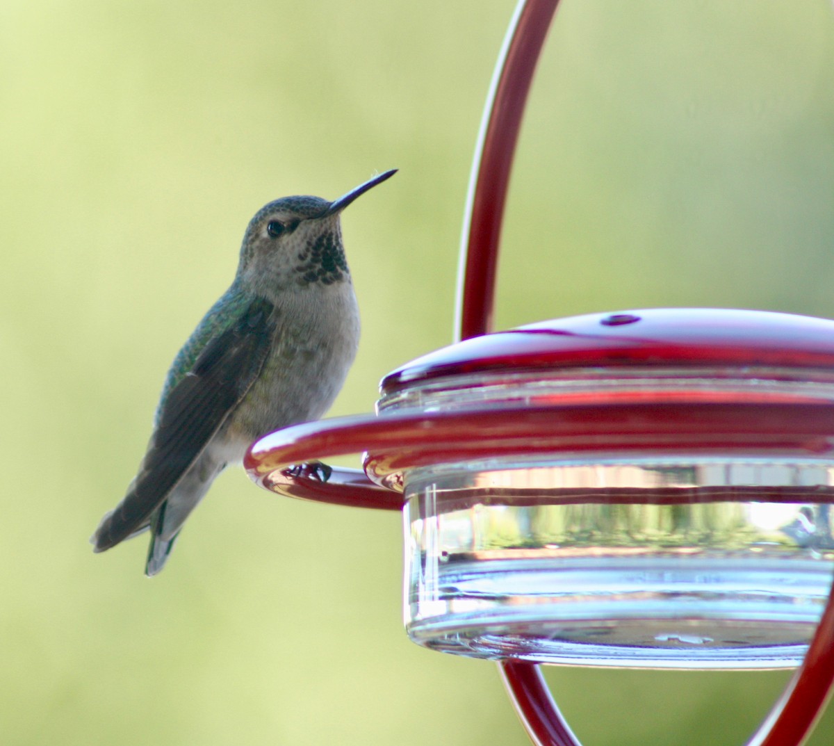 Anna's Hummingbird - Terrylee Harrington