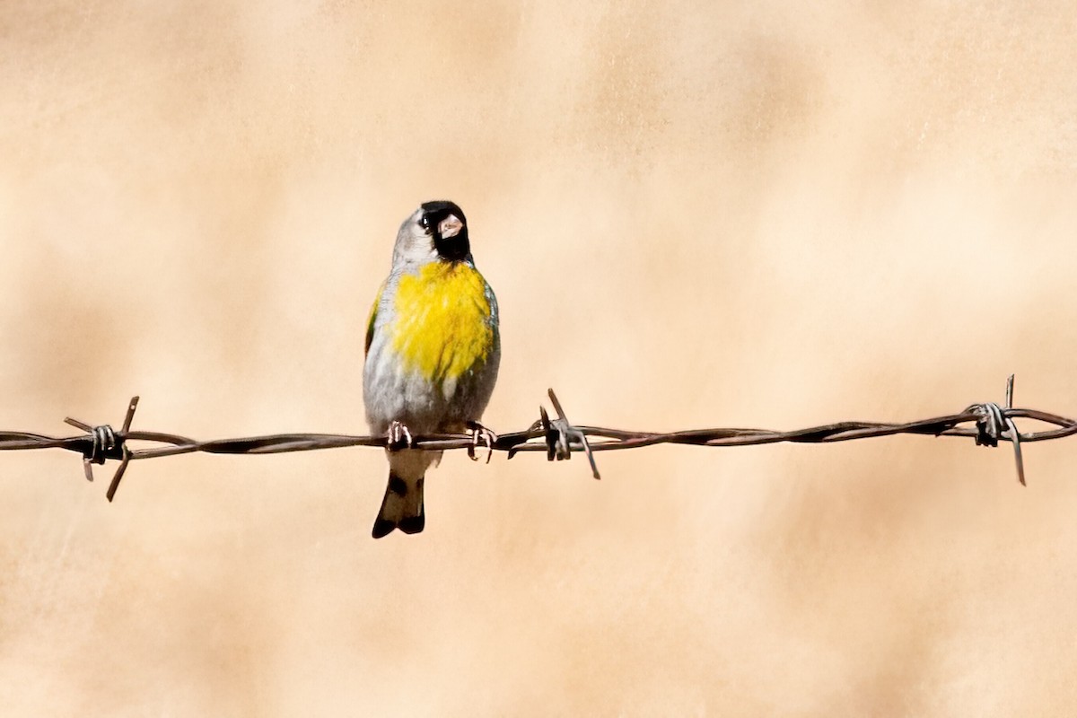 Lawrence's Goldfinch - ML346373291
