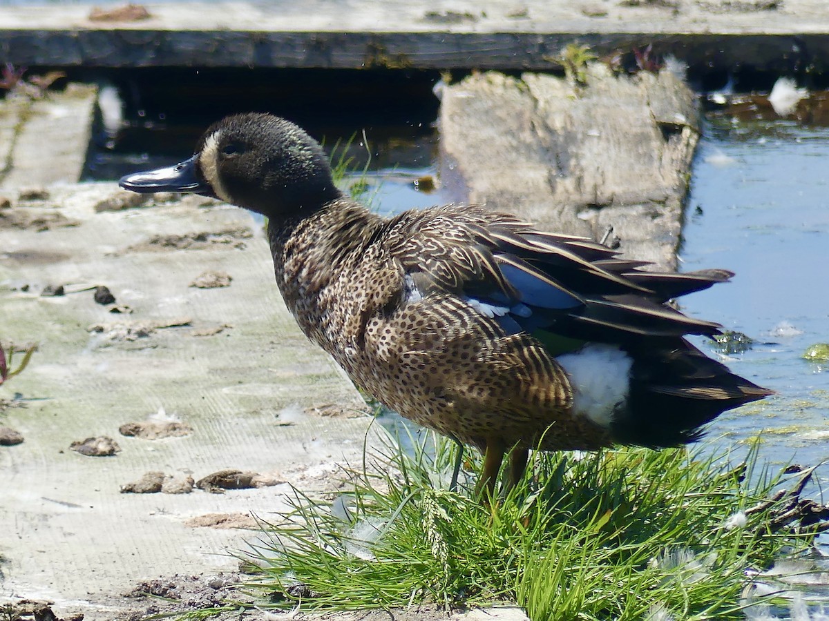 Blue-winged Teal - ML346373461