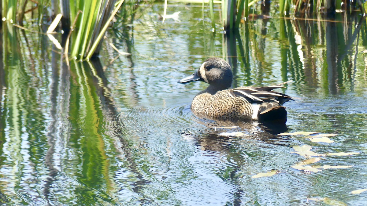 Blue-winged Teal - ML346373501