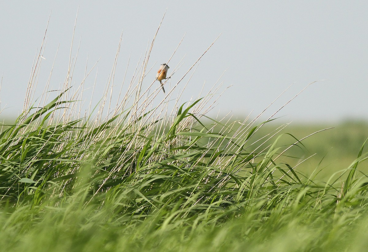 Reed Parrotbill (Northern) - ML34637741