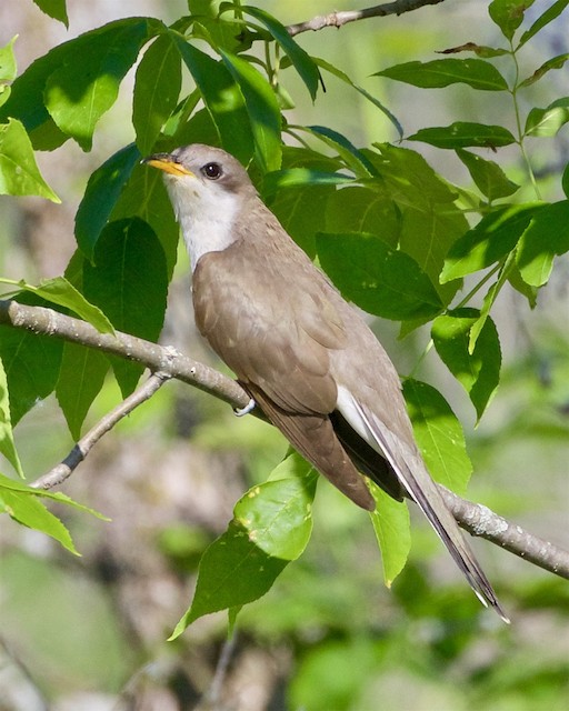 キバシカッコウ ハシグロカッコウ Ebird