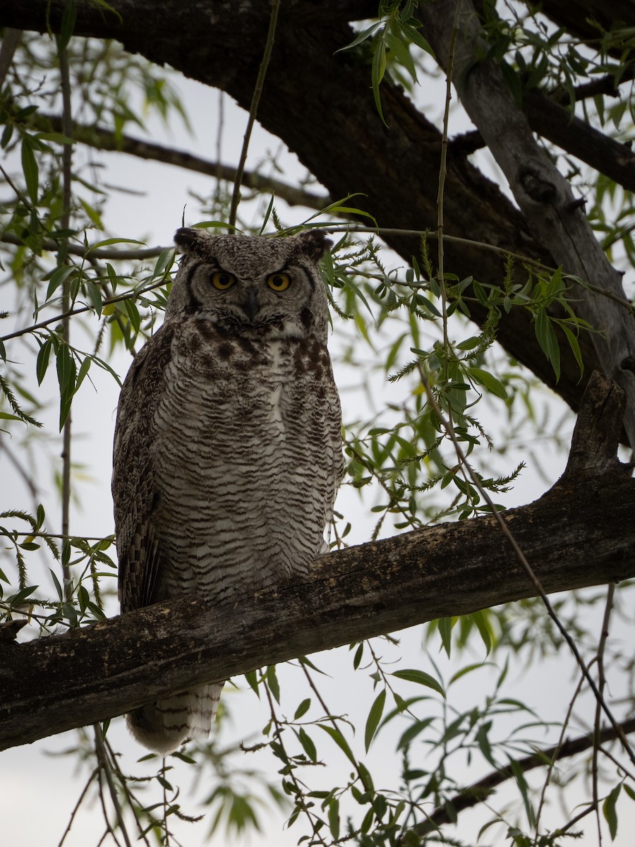 Great Horned Owl - ML346382611