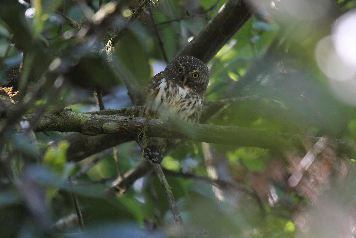 Andean Pygmy-Owl - Ron Furnish