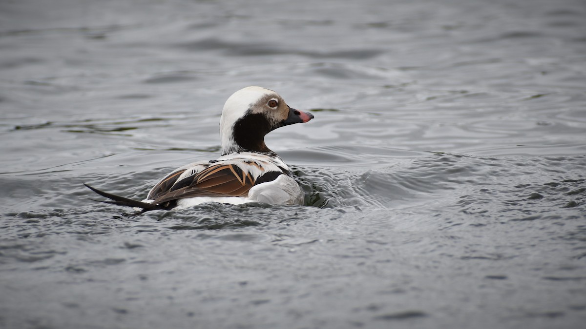 Long-tailed Duck - ML346395471