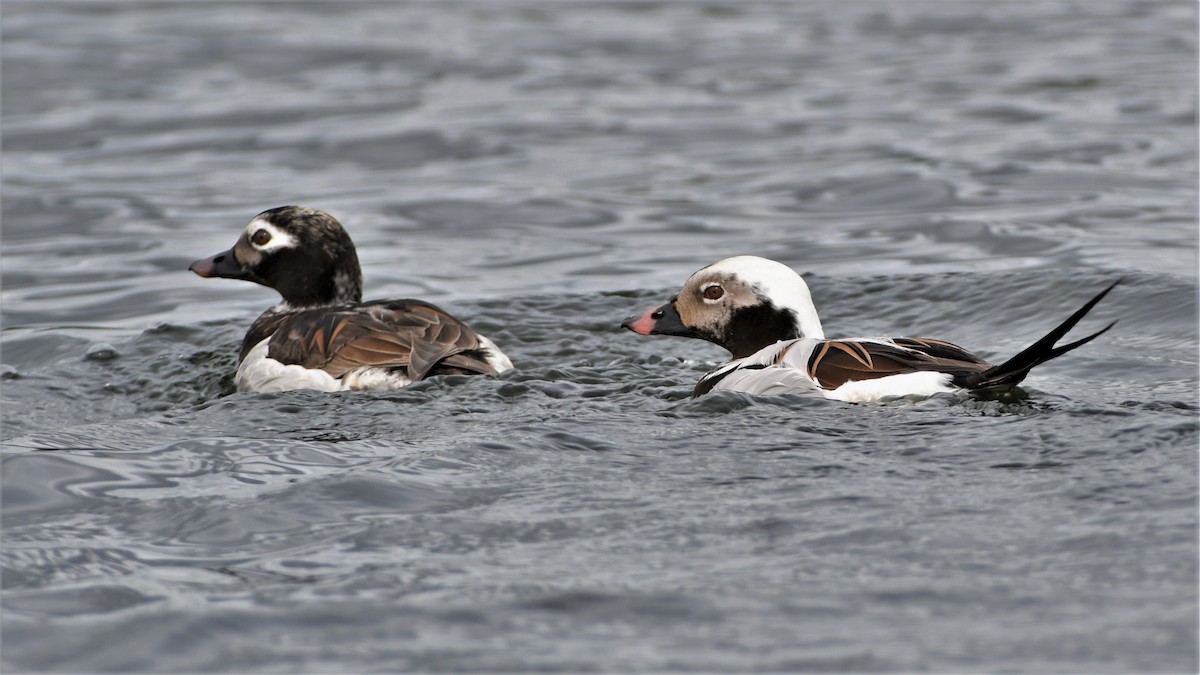 Long-tailed Duck - ML346395801