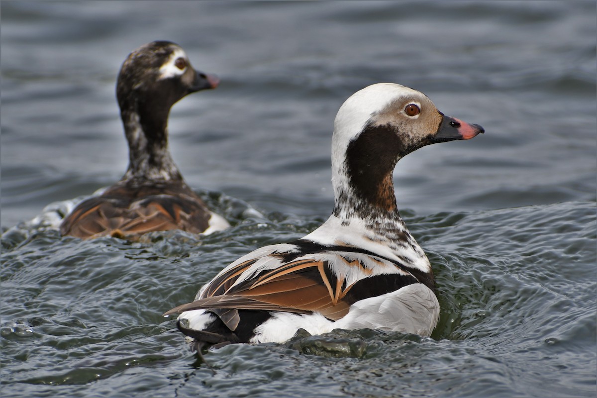 Long-tailed Duck - ML346396211