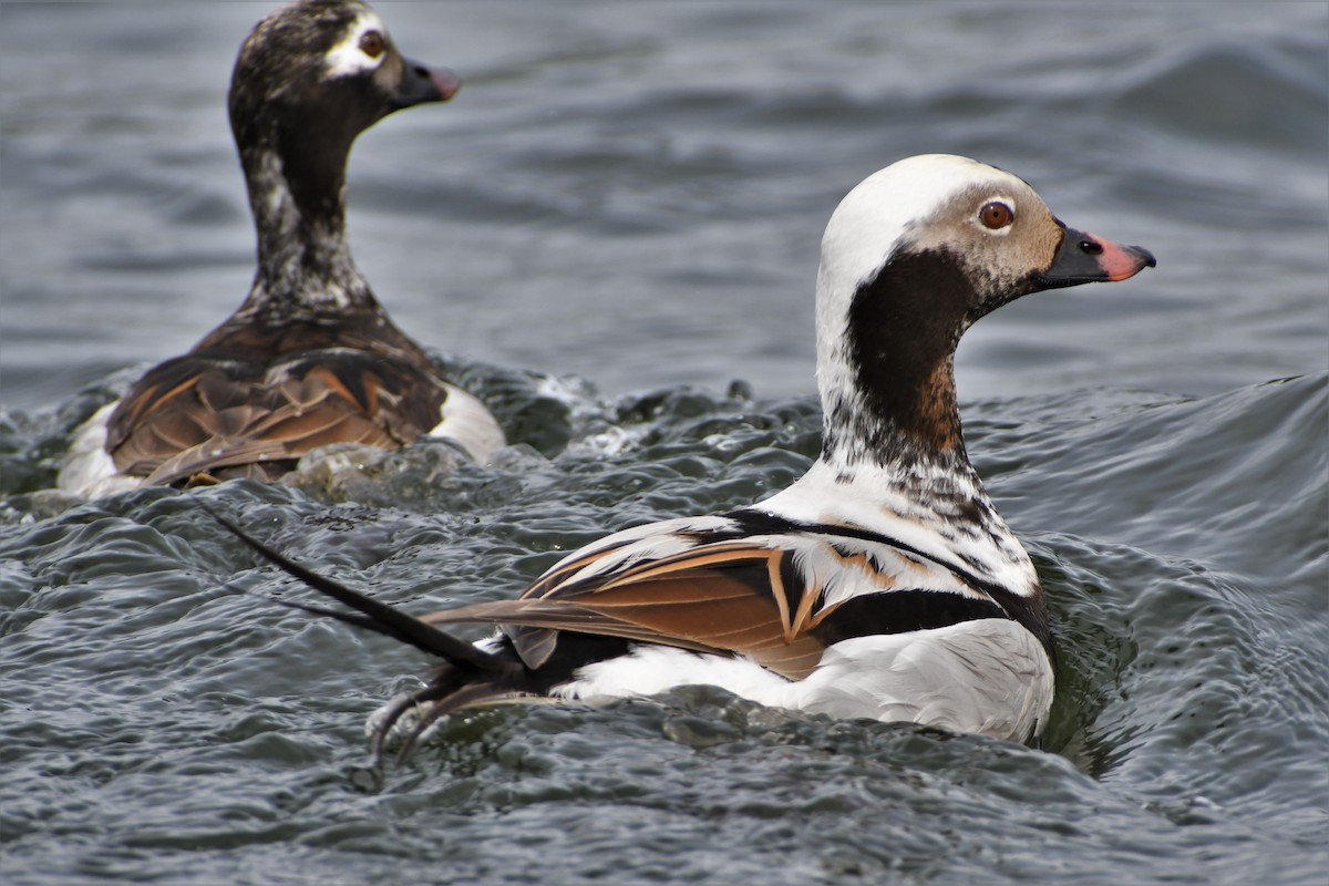 Long-tailed Duck - ML346396591