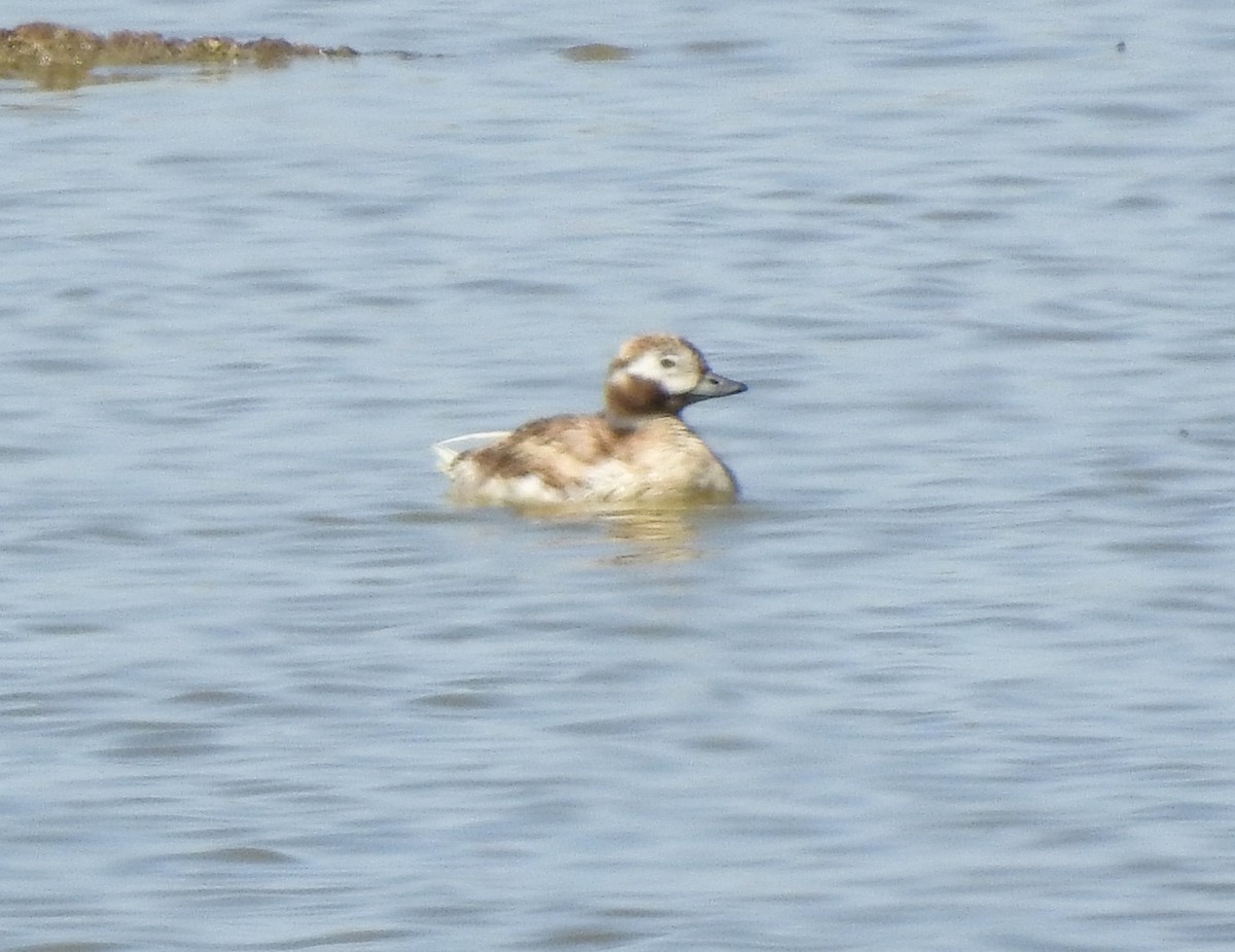 Long-tailed Duck - ML346396831